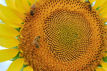 鮮やかな黄色のひまわりの花の中心部分をクローズアップで撮影したマクロ写真ミツバチが蜜を集めている様子を捉えています