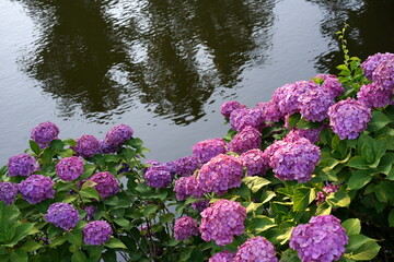 水面に暗い影を落とす池のほとりに鮮やかな紫色の紫陽花が群生している梅雨の季節を感じさせる写真です