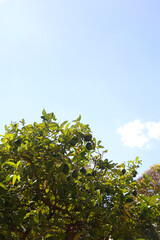 Colorful plants in a Mediterranean garden. Selective focus.
