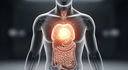 Anatomical illustration of the human digestive system and chest cavity with glowing organs.