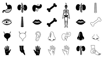 Human Body Anatomy Outline Vector Icons Set for Medical and Educational Design