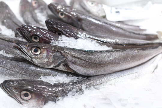 Whole hake for sale at a fishmonger