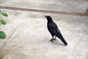 コンクリートの地面に立つ全身真っ黒なカラスがわずかに左を向いて何かを見つめているスナップ写真です