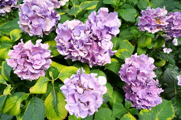 鮮やかな緑の葉の中に淡い紫色や薄ピンクの紫陽花の花が密集して咲いている梅雨の季節の花壇の様子です