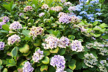 淡い紫やピンクのグラデーションのガクアジサイと青い装飾花の紫陽花が咲き乱れる梅雨の季節の花壇です