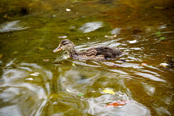 水面に落ち葉が浮かぶ茶色く濁った水の中を泳ぐ可愛らしいマガモの雛鳥を捉えた夏の水辺のスナップです