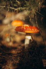 A red-capped mushrooms fly agaric in an autumn coniferous forest hid in pine branches, An orange...