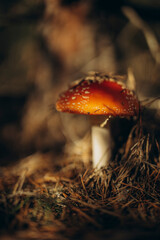 A red-capped mushrooms fly agaric in an autumn coniferous forest hid in pine branches, An orange...
