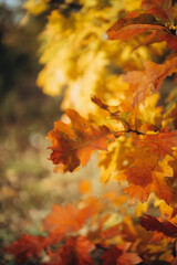 Autumn oak branches with orange and red leaves