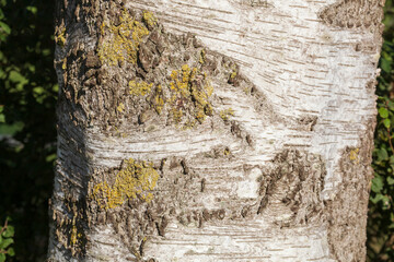 Weisse Birkenrinde, Baumstamm, Holztextur, Hintergrundbild, Deutschland