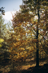 autumn grass in golden brown and red shades. macro photography with beautiful and deep bokeh