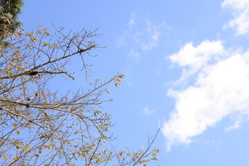bird on a branch