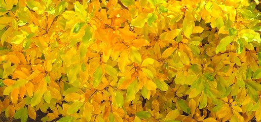 Bright yellow autumn leaves with green highlights forming natural foliage texture