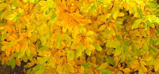 Golden yellow autumn leaves with green accents forming natural foliage background