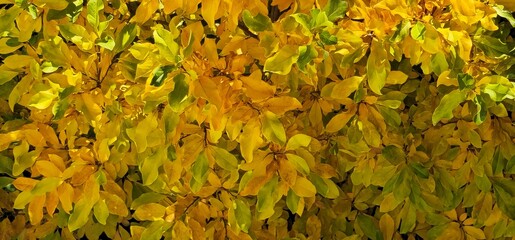 Bright yellow and green autumn leaves forming natural foliage texture