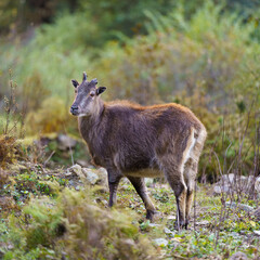 A wild goat stands alert in the forest