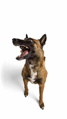 Belgian Malinois catching treat with open mouth and alert focus. Concept of feeding instinct, motion, pet agility suitable for training, nutrition, and obedience visuals.
