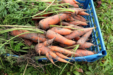 Dirty carrots with tops in a crate. Harvesting - horizontal color photo, close-up, overhead view