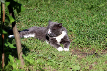 Gray cat lying with closed eyes on its side on the grass in the garden squinting on a sunny summer day - horizontal color photo, close-up