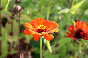 Orange zinnia flowers in a flowerbed in an autumn garden on a sunny day - color horizontal photo, close-up