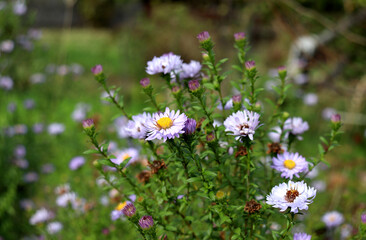 White and lilac aster flowers with buds on a bush in the garden on a sunny autumn day - color horizontal photo, close-up