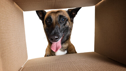 Belgian Malinois looking into cardboard box with curiosity and excitement. Concept of exploration,...