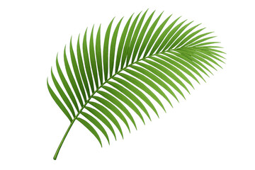 Obraz premium Green palm frond element on transparent background presenting tropical leaves for summer design