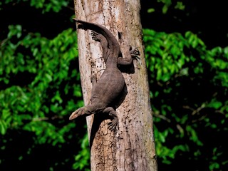A Bengal Monitor Lizard clings to a rough tree trunk in Kaeng Krachan NP Thailand