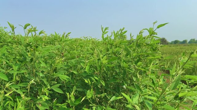 A tracking shot glides left to right, revealing a lush pigeon pea (Cajanus cajan) field. Also known as toor dal or arhar, this vibrant legume stands tall under the clear blue sky.