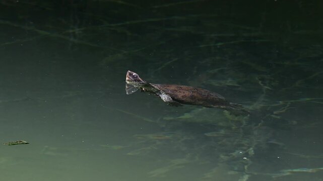 Balkan terrapin // Eurasische Bachschildkr&ouml;te, Balkan-Bachschildkr&ouml;te (Mauremys rivulata) - Kaiafas Lake, Peloponnese, Greece