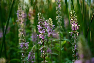 Closeup of the pink flowers of marsh woundwood (Stachys palustris).