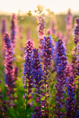 Purple sage flowers blooms in the summer meadow.