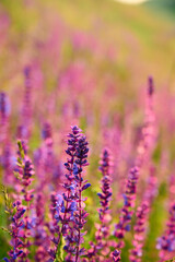 Fototapeta premium Purple sage flowers blooms in the summer meadow.