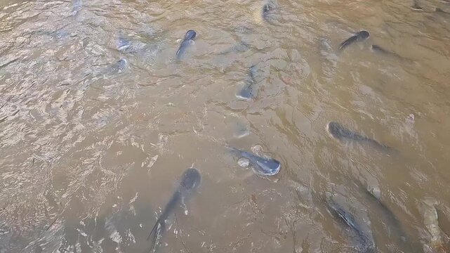 Pangasius fish (Vietnamese catfish) swimming in a fish farm on a brown river in the Mekong Delta, Vietnam.