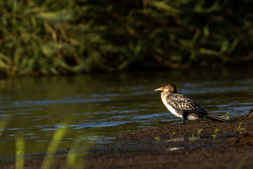 Reed cormorant resting on muddy riverbank at Revuboe River Mozambique
