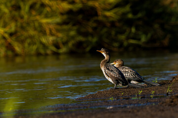 Pair of Reed cormorants by Revuboe River in Mozambique