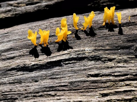 a cluster of bright orange-yellow Fan-shaped Jelly Fungus, spatula-shaped fruiting bodies are seen growing on a decaying wood in Kaeng Krachan forest Thailand