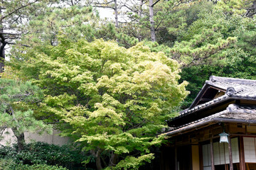 古民家と庭