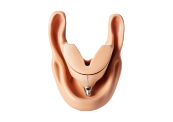 larynx isolated on transparent or white background