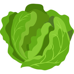 Vibrant Green Lettuce Head with Detailed Leaf Veins Isolated on White Background Simple Cartoon Illustration