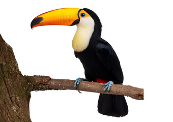 Toucan bird in a tree branch Isolated on transparent or white background