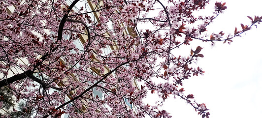 spring allergies, allergy to flowers