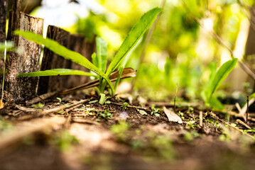 Close-up of herb plant growing in backyard garden with natural sunlight, representing small-scale organic farming and sustainable green lifestyle in tropical rural area.