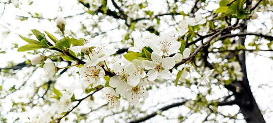 spring allergies, allergy to flowers