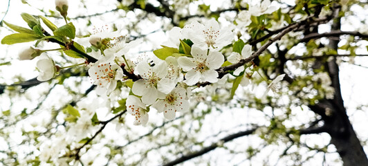 spring allergies, allergy to flowers