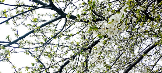 spring allergies, allergy to flowers