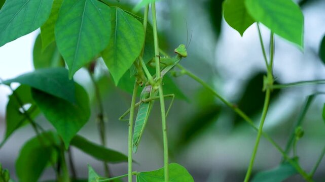 Macro shot of praying mantis in green environment
