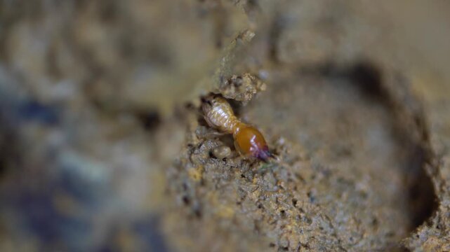 Close-up termites on dry leaf in forest