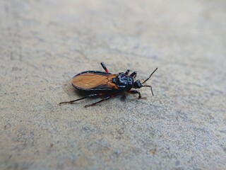 red spot assassin bug
