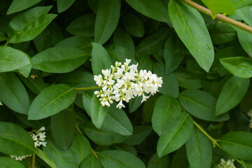 Half open white flowers and buds of Ligustrum vulgare in mid June